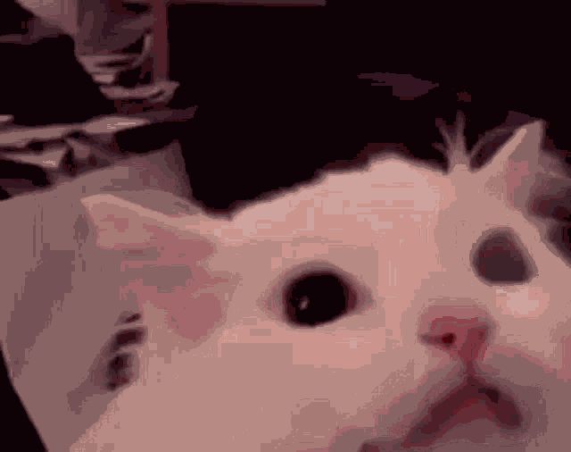 Waffles Mousles Scream Prove For Fuwu GIF