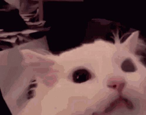 Waffles Mousles Scream Prove For Fuwu GIF