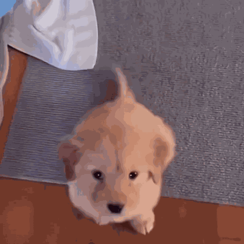 Wagging Tail Dog Wagging Tail GIF