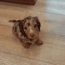 Wagging Tail Dog Wagging Tail GIF
