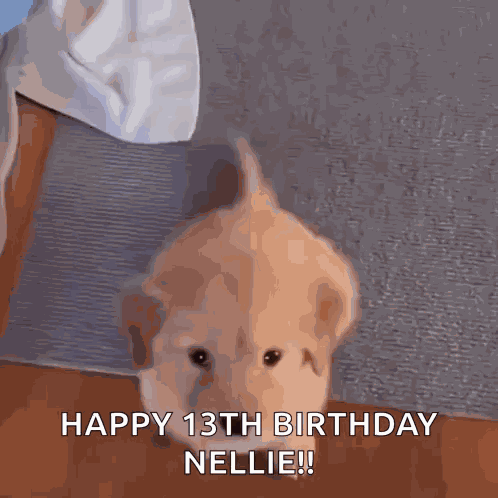 Wagging Tail Dog Wagging Tail GIF