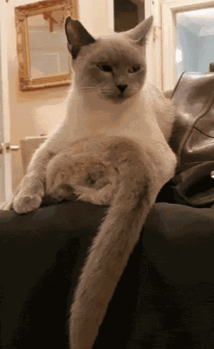 Wagging Tail Kittens GIF