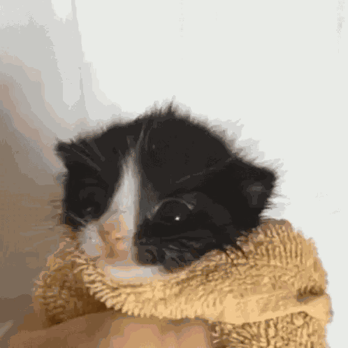 Wah Wah Cat GIF