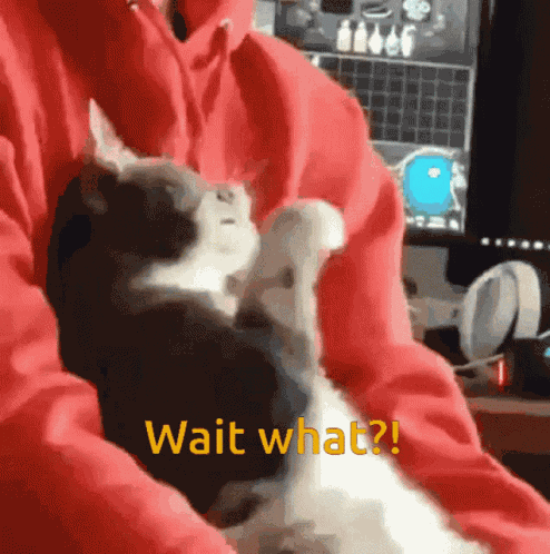 Wait What GIF