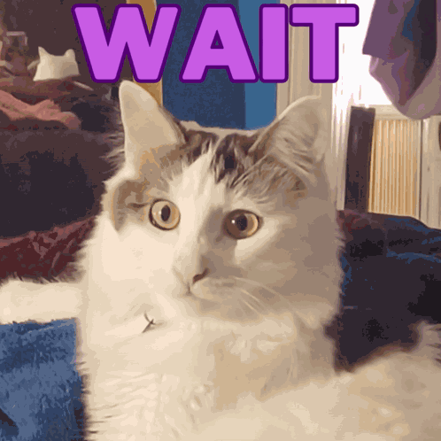 Wait What GIF