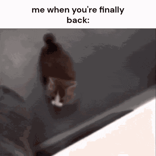 Waiting For You Cat GIF