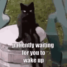 Wake Up Cat GIF