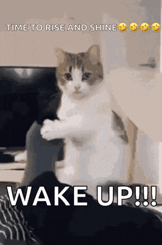 Wake Up Cat GIF