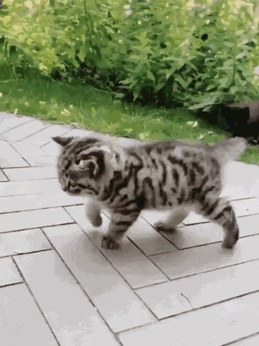Walk Walking GIF