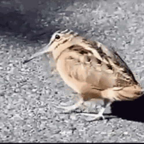 Walking Bird GIF