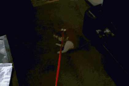 Walking Cats GIF