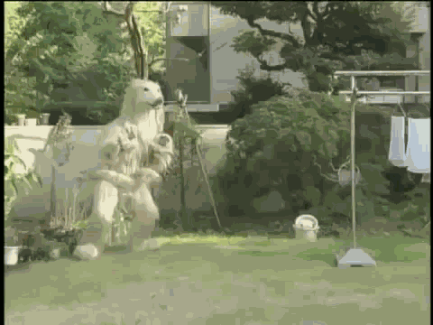 Walking Dog Consome Panchi GIF