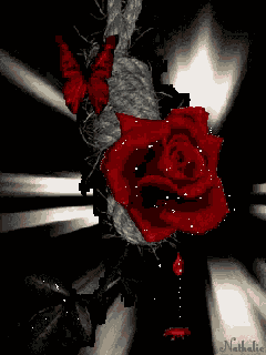 Wallpaper Rose GIF