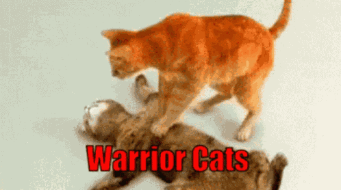 Warriors Warrior Cats GIF