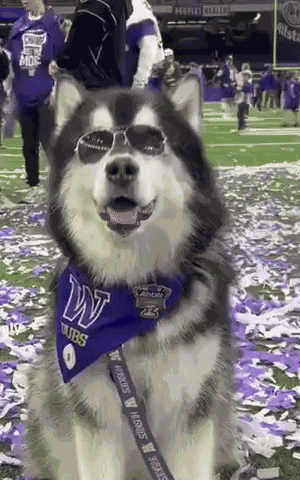 Washington Huskies Husky GIF
