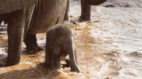 Water Baby Elephant GIF