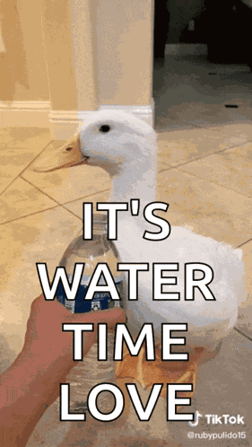 Water Drink GIF