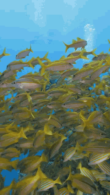 Water Garden Live Wallpapers GIF