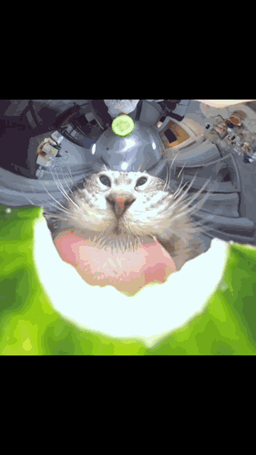 Watermelon Cat Cat Meme GIF