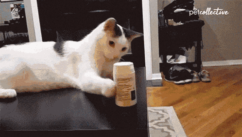 Wave Race Cat GIF