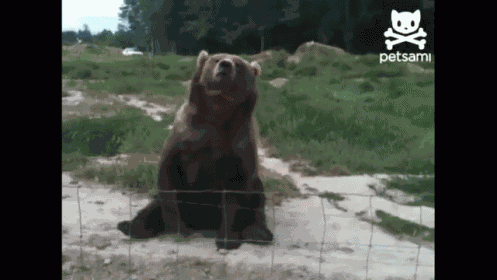 Waving Bear GIF