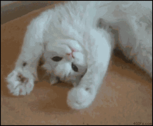 Waving Catwave GIF