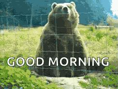 Wavingbear Hi GIF