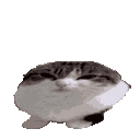 Wawa Oh The Misery Sticker