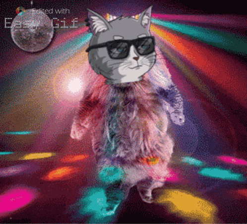Webcatsociety Web Cat Society GIF