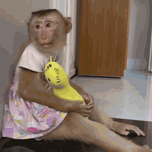 Webdivoalex Monkey GIF