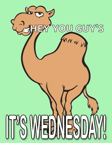 Wednesday Camel GIF