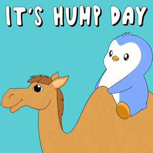 Wednesday Hump Day GIF