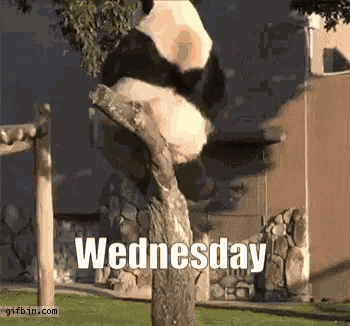 Wednesday Panda GIF