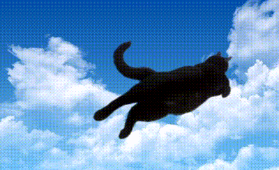 Weenie Halloweencat GIF