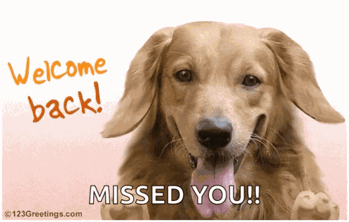 Welcome Back Dogs GIF