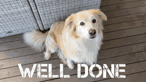 Well Done Good Dog GIF
