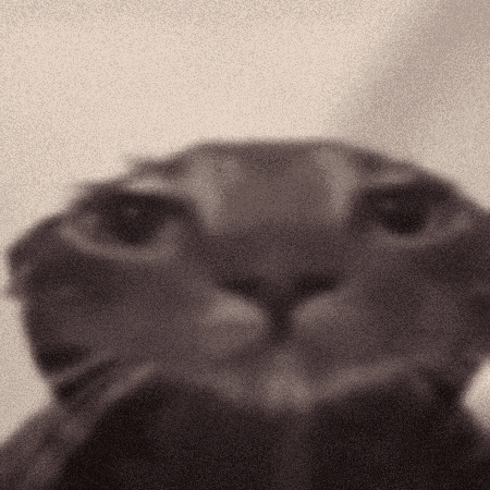 Wet Cat GIF