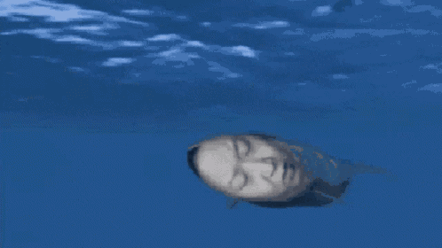 Whale Orange Juice GIF
