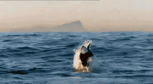 Whale Time GIF