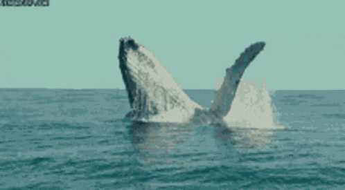 Whale Whale Sharks GIF