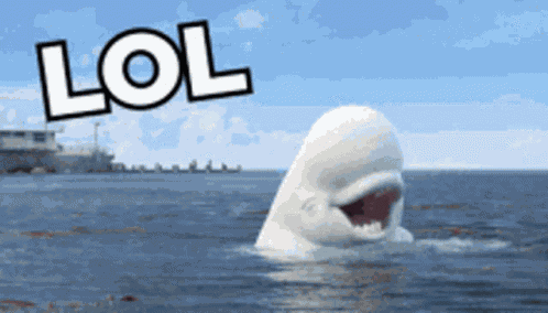 Whale Whale Sharks GIF