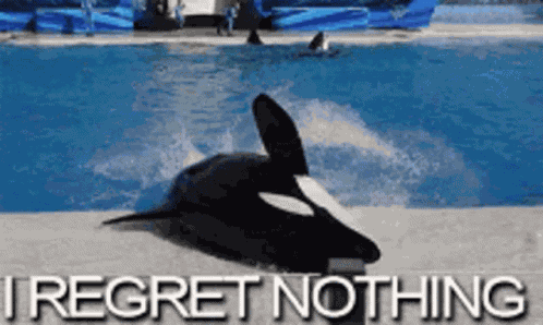 Whale Whale Sharks GIF