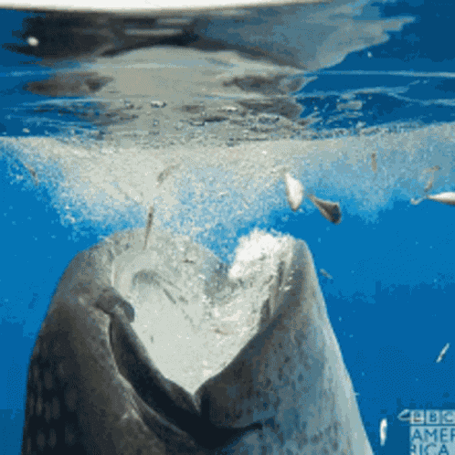 Whale Whale Sharks GIF