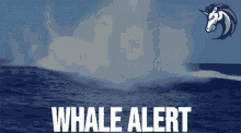 Whale Whale Sharks GIF
