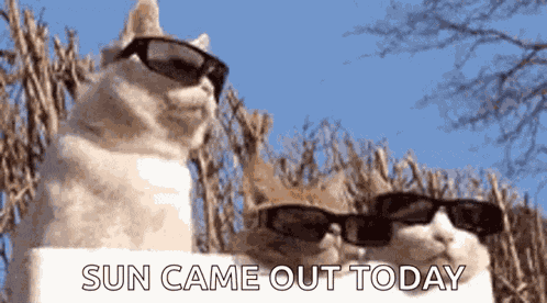 What A Sunny Day GIF
