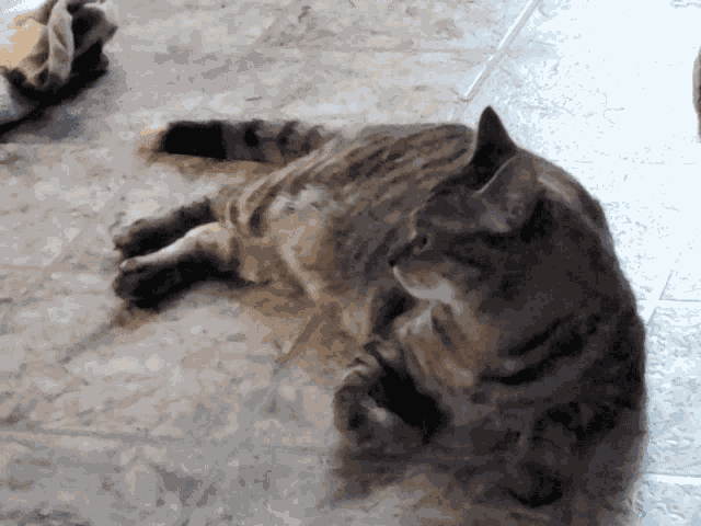 What Cat GIF
