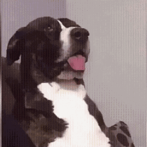 What Confused GIF