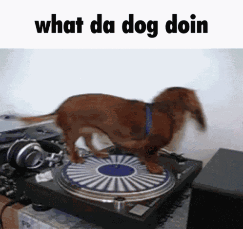 What Da GIF