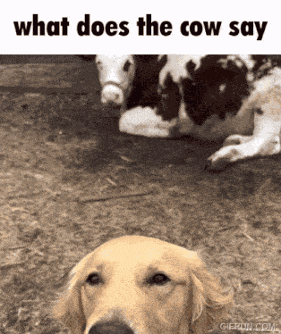 What Does The Cow Say GIF