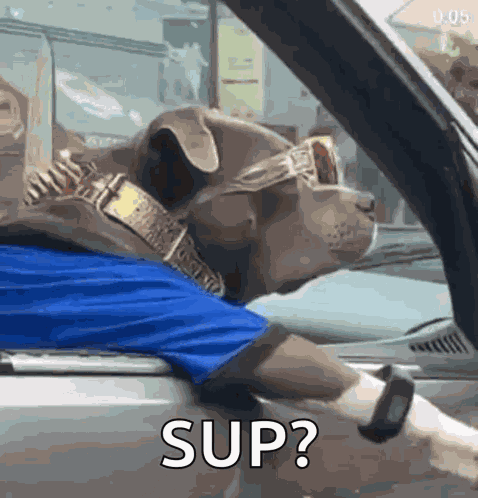 What Dog GIF
